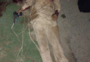 Police Encounter in Gujranwala: Dangerous Robber Killed, Drug Dealer Arrested Police operation following an encounter in Gujranwala